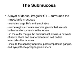The Submucosa
• A layer of dense, irregular CT – surrounds the
muscularis mucosae
- contains large BVs and lymphatics
- some regions contain exocrine glands that secrete
buffers and enzymes into the lumen
- in the outer margin the submucosal plexus, a network
of nerve fibers and scattered neuron cell bodies
innervates the mucosa
- include the sensory neurons, parasympathetic ganglia,
and sympathetic postganglionic fibers

 