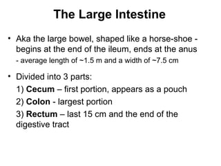 The Large Intestine
• Aka the large bowel, shaped like a horse-shoe begins at the end of the ileum, ends at the anus
- average length of ~1.5 m and a width of ~7.5 cm

• Divided into 3 parts:
1) Cecum – first portion, appears as a pouch
2) Colon - largest portion
3) Rectum – last 15 cm and the end of the
digestive tract

 