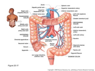 Figure 25.17
Copyright © 2009 Pearson Education, Inc., publishing as Pearson Benjamin Cummings

 