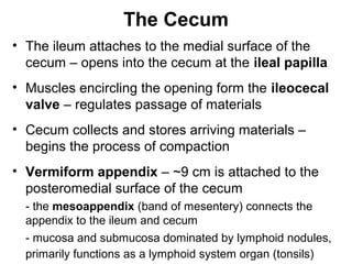 The Cecum
• The ileum attaches to the medial surface of the
cecum – opens into the cecum at the ileal papilla
• Muscles encircling the opening form the ileocecal
valve – regulates passage of materials
• Cecum collects and stores arriving materials –
begins the process of compaction
• Vermiform appendix – ~9 cm is attached to the
posteromedial surface of the cecum
- the mesoappendix (band of mesentery) connects the
appendix to the ileum and cecum
- mucosa and submucosa dominated by lymphoid nodules,
primarily functions as a lymphoid system organ (tonsils)

 