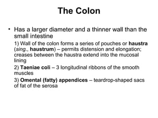 The Colon
• Has a larger diameter and a thinner wall than the
small intestine
1) Wall of the colon forms a series of pouches or haustra
(sing., haustrum) – permits distension and elongation;
creases between the haustra extend into the mucosal
lining
2) Taeniae coli – 3 longitudinal ribbons of the smooth
muscles
3) Omental (fatty) appendices – teardrop-shaped sacs
of fat of the serosa

 