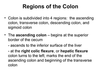 Regions of the Colon
• Colon is subdivided into 4 regions: the ascending
colon, transverse colon, descending colon, and
sigmoid colon
• The ascending colon – begins at the superior
border of the cecum
- ascends to the inferior surface of the liver
- at the right colic flexure, or hepatic flexure
colon turns to the left; marks the end of the
ascending colon and beginning of the transverse
colon

 