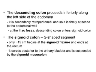 • The descending colon proceeds inferiorly along
the left side of the abdomen
- it is secondarily retroperitoneal and so it is firmly attached
to the abdominal wall
- at the iliac fossa, descending colon enters sigmoid colon

• The sigmoid colon – S-shaped segment
- only ~15 cm begins at the sigmoid flexure and ends at
the rectum
- it curves posterior to the urinary bladder and is suspended
by the sigmoid mesocolon

 