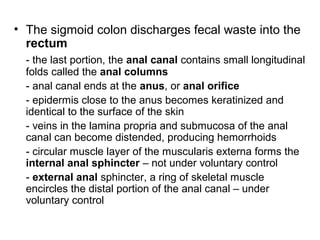 • The sigmoid colon discharges fecal waste into the
rectum
- the last portion, the anal canal contains small longitudinal
folds called the anal columns
- anal canal ends at the anus, or anal orifice
- epidermis close to the anus becomes keratinized and
identical to the surface of the skin
- veins in the lamina propria and submucosa of the anal
canal can become distended, producing hemorrhoids
- circular muscle layer of the muscularis externa forms the
internal anal sphincter – not under voluntary control
- external anal sphincter, a ring of skeletal muscle
encircles the distal portion of the anal canal – under
voluntary control

 