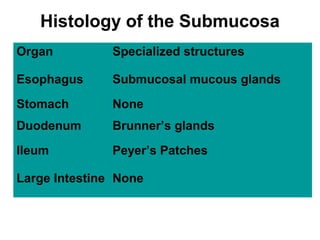 Histology of the Submucosa
Organ

Specialized structures

Esophagus

Submucosal mucous glands

Stomach

None

Duodenum

Brunner’s glands

Ileum

Peyer’s Patches

Large Intestine None

 