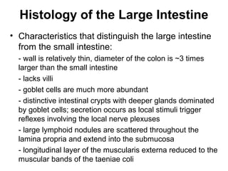 Histology of the Large Intestine
• Characteristics that distinguish the large intestine
from the small intestine:
- wall is relatively thin, diameter of the colon is ~3 times
larger than the small intestine
- lacks villi
- goblet cells are much more abundant
- distinctive intestinal crypts with deeper glands dominated
by goblet cells; secretion occurs as local stimuli trigger
reflexes involving the local nerve plexuses
- large lymphoid nodules are scattered throughout the
lamina propria and extend into the submucosa
- longitudinal layer of the muscularis externa reduced to the
muscular bands of the taeniae coli

 
