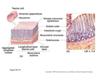 Figure 25.19
Copyright © 2009 Pearson Education, Inc., publishing as Pearson Benjamin Cummings

 