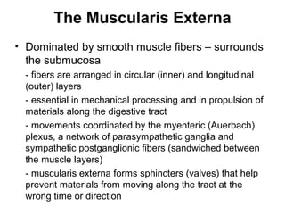The Muscularis Externa
• Dominated by smooth muscle fibers – surrounds
the submucosa
- fibers are arranged in circular (inner) and longitudinal
(outer) layers
- essential in mechanical processing and in propulsion of
materials along the digestive tract
- movements coordinated by the myenteric (Auerbach)
plexus, a network of parasympathetic ganglia and
sympathetic postganglionic fibers (sandwiched between
the muscle layers)
- muscularis externa forms sphincters (valves) that help
prevent materials from moving along the tract at the
wrong time or direction

 