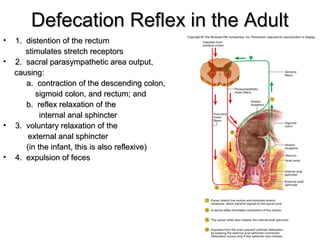 Defecation Reflex in the Adult
•
•

•

•

1. distention of the rectum
stimulates stretch receptors
2. sacral parasympathetic area output,
causing:
a. contraction of the descending colon,
sigmoid colon, and rectum; and
b. reflex relaxation of the
internal anal sphincter
3. voluntary relaxation of the
external anal sphincter
(in the infant, this is also reflexive)
4. expulsion of feces

 