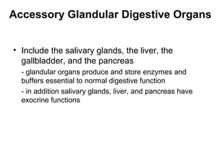 Accessory Glandular Digestive Organs
• Include the salivary glands, the liver, the
gallbladder, and the pancreas
- glandular organs produce and store enzymes and
buffers essential to normal digestive function
- in addition salivary glands, liver, and pancreas have
exocrine functions

 