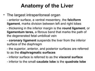 Anatomy of the Liver
• The largest intraperitoneal organ
- anterior surface, a ventral mesentery, the falciform
ligament, marks division between left and right lobes
- thickening in the inferior margin is the round ligament, or
ligamentum teres, a fibrous band that marks the path of
the degenerated fetal umbilical vein
- coronary ligament suspends the liver from the inferior
surface of the diaphragm
- the superior, anterior, and posterior surfaces are referred
to as the diaphragmatic surfaces
- inferior surface is referred to as the visceral surface
- inferior to the small caudate lobe is the quadrate lobe

 