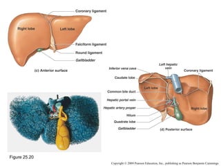 Figure 25.20
Copyright © 2009 Pearson Education, Inc., publishing as Pearson Benjamin Cummings

 