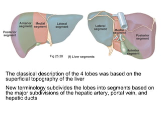Fig 25.20

The classical description of the 4 lobes was based on the
superficial topography of the liver
New terminology subdivides the lobes into segments based on
the major subdivisions of the hepatic artery, portal vein, and
hepatic ducts

 