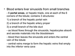 • Blood enters liver sinusoids from small branches
- 6 portal areas, or hepatic triads, one at each of the 6
corners of the lobule; contains 3 structures:
1) a branch of the hepatic portal vein
2) a branch of the hepatic artery proper
3) a small branch of the bile duct
- as blood flows through the sinusoids, hepatocytes absorb
and secrete materials into the bloodstream
- blood then leaves the sinusoids and enters the central
vein of the lobule
- central veins merge to form the hepatic veins that empty
into the inferior vena cava

 