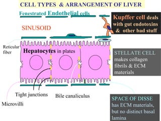 CELL TYPES & ARRANGEMENT OF LIVER
Fenestrated Endothelial cells

with gut endotoxins
& other bad stuff

SINUSOID
Reticular
fiber

Hepatocytes in plates

Tight junctions
Microvilli

Kupffer cell deals

Bile canaliculus

STELLATE CELL
makes collagen
fibrils & ECM
materials

SPACE OF DISSE
has ECM materials,
but no distinct basal
lamina

 