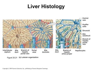 Liver Histology

Figure 25.21

Copyright © 2009 Pearson Education, Inc., publishing as Pearson Benjamin Cummings

 