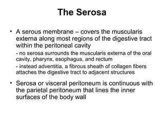 The Serosa
• A serous membrane – covers the muscularis
externa along most regions of the digestive tract
within the peritoneal cavity
- no serosa surrounds the muscularis externa of the oral
cavity, pharynx, esophagus, and rectum
- instead adventitia, a fibrous sheath of collagen fibers
attaches the digestive tract to adjacent structures

• Serosa or visceral peritoneum is continuous with
the parietal peritoneum that lines the inner
surfaces of the body wall

 