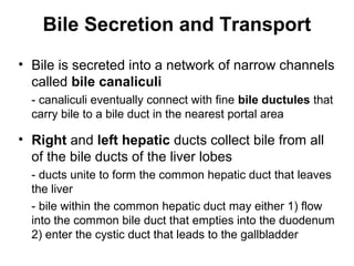 Bile Secretion and Transport
• Bile is secreted into a network of narrow channels
called bile canaliculi
- canaliculi eventually connect with fine bile ductules that
carry bile to a bile duct in the nearest portal area

• Right and left hepatic ducts collect bile from all
of the bile ducts of the liver lobes
- ducts unite to form the common hepatic duct that leaves
the liver
- bile within the common hepatic duct may either 1) flow
into the common bile duct that empties into the duodenum
2) enter the cystic duct that leads to the gallbladder

 