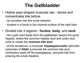 The Gallbladder
• Hollow pear-shaped muscular sac - stores and
concentrates bile before
- its excretion into the small intestine
- located in a fossa in the visceral surface of the right lobe

• Divided into 3 regions: fundus, body, and neck
- the cystic duct leads from the gallbladder toward the porta
hepatis, where the common hepatic duct and cystic duct
unite to create the common bile duct
- at the duodenum, a muscular hepatopancreatic sphincter
(sphincter of Oddi) surrounds the common bile duct,
contraction seals off the passageway, prevents bile from
entering the small intestine

 