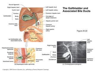 The Gallbladder and
Associated Bile Ducts

Figure 25.22

Copyright © 2009 Pearson Education, Inc., publishing as Pearson Benjamin Cummings

 