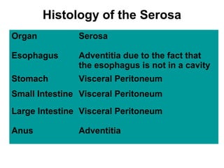 Histology of the Serosa
Organ

Serosa

Esophagus

Adventitia due to the fact that
the esophagus is not in a cavity

Stomach

Visceral Peritoneum

Small Intestine Visceral Peritoneum
Large Intestine Visceral Peritoneum
Anus

Adventitia

 