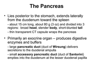 The Pancreas
• Lies posterior to the stomach, extends laterally
from the duodenum toward the spleen
- about 15 cm long, about 80 g (3 oz) and divided into 3
regions: broad head, slender body, short-blunted tail
- thin transparent CT capsule wraps the pancreas

• Primarily an exocrine organ – produces digestive
enzymes and buffers
- large pancreatic duct (duct of Wirsung) delivers
secretions to the duodenal ampulla
- small accessory pancreatic duct (duct of Santorini)
empties into the duodenum at the lesser duodenal papilla

 