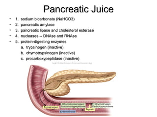 Pancreatic Juice
•
•
•
•
•

1.
2.
3.
4.
5.

sodium bicarbonate (NaHCO3)
pancreatic amylase
pancreatic lipase and cholesterol esterase
nucleases -- DNAse and RNAse
protein-digesting enzymes
a. trypsinogen (inactive)
b. chymotrypsinogen (inactive)
c. procarboxypeptidase (inactive)

 