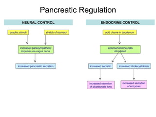 Pancreatic Regulation
NEURAL CONTROL
psychic stimuli

stretch of stomach

increased parasympathetic
impulses via vagus nerve

increased pancreatic secretion

ENDOCRINE CONTROL
acid chyme in duodenum

enteroendocrine cells
stimulated

increased secretin

increased cholecystokinin

increased secretion
of bicarbonate ions

increased secretion
of enzymes

 