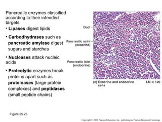 Pancreatic enzymes classified
according to their intended
targets
• Lipases digest lipids
• Carbodhydrases such as
pancreatic amylase digest
sugars and starches
• Nucleases attack nucleic
acids
• Proteolytic enzymes break
proteins apart such as
proteinases (large protein
complexes) and peptidases
(small peptide chains)

Figure 25.23
Copyright © 2009 Pearson Education, Inc., publishing as Pearson Benjamin Cummings

 
