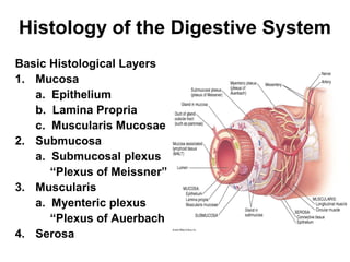 Histology of the Digestive System
Basic Histological Layers
1. Mucosa
a. Epithelium
b. Lamina Propria
c. Muscularis Mucosae
2. Submucosa
a. Submucosal plexus
“Plexus of Meissner”
3. Muscularis
a. Myenteric plexus
“Plexus of Auerbach
4. Serosa

 