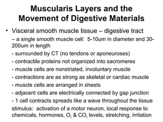 Muscularis Layers and the
Movement of Digestive Materials
• Visceral smooth muscle tissue – digestive tract
– a single smooth muscle cell: 5-10um in diameter and 30200um in length
- surrounded by CT (no tendons or aponeuroses)
- contractile proteins not organized into sacromeres
- muscle cells are nonstriated, involuntary muscle
- contractions are as strong as skeletal or cardiac muscle
- muscle cells are arranged in sheets
- adjacent cells are electrically connected by gap junction
- 1 cell contracts spreads like a wave throughout the tissue
stimulus: activation of a motor neuron, local response to
chemicals, hormones, O2 & CO2 levels, stretching, irritation

 