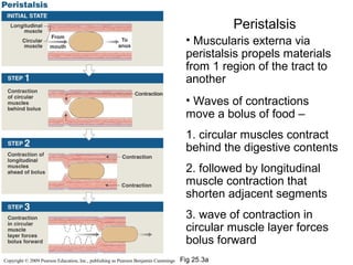 Peristalsis
• Muscularis externa via
peristalsis propels materials
from 1 region of the tract to
another
• Waves of contractions
move a bolus of food –
1. circular muscles contract
behind the digestive contents
2. followed by longitudinal
muscle contraction that
shorten adjacent segments
3. wave of contraction in
circular muscle layer forces
bolus forward
Copyright © 2009 Pearson Education, Inc., publishing as Pearson Benjamin Cummings

Fig 25.3a

 