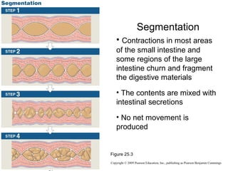 Segmentation
• Contractions in most areas
of the small intestine and
some regions of the large
intestine churn and fragment
the digestive materials
• The contents are mixed with
intestinal secretions
• No net movement is
produced

Figure 25.3
Copyright © 2009 Pearson Education, Inc., publishing as Pearson Benjamin Cummings

 