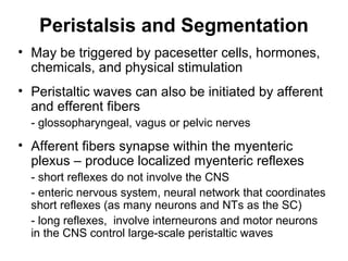 Peristalsis and Segmentation
• May be triggered by pacesetter cells, hormones,
chemicals, and physical stimulation
• Peristaltic waves can also be initiated by afferent
and efferent fibers
- glossopharyngeal, vagus or pelvic nerves

• Afferent fibers synapse within the myenteric
plexus – produce localized myenteric reflexes
- short reflexes do not involve the CNS
- enteric nervous system, neural network that coordinates
short reflexes (as many neurons and NTs as the SC)
- long reflexes, involve interneurons and motor neurons
in the CNS control large-scale peristaltic waves

 