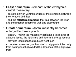 • Lesser omentum - remnant of the embryonic
ventral mesentery
- persists only on ventral surface of the stomach, between
the stomach and liver
- and the falciform ligament, that lies between the liver
and the anterior abdominal wall and diaphragm

• Greater omentum - dorsal mesentry becomes
enlarged to form a pouch
- loose CT within the mesentery contains a thick layer of
adipose tissue, the lipids are an important energy reserve
- provides insulation that reduces heat loss
- contains numerous lymph nodes to help protect the body
from pathogens that evaded the defenses of the digestive
tract

 