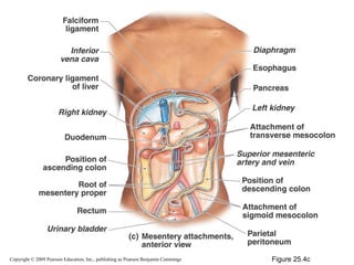 Copyright © 2009 Pearson Education, Inc., publishing as Pearson Benjamin Cummings

Figure 25.4c

 