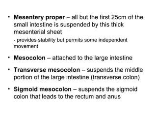 • Mesentery proper – all but the first 25cm of the
small intestine is suspended by this thick
mesenterial sheet
- provides stability but permits some independent
movement

• Mesocolon – attached to the large intestine
• Transverse mesocolon – suspends the middle
portion of the large intestine (transverse colon)
• Sigmoid mesocolon – suspends the sigmoid
colon that leads to the rectum and anus

 