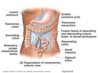 Copyright © 2009 Pearson Education, Inc., publishing as Pearson Benjamin Cummings

Figure 25.4d

 