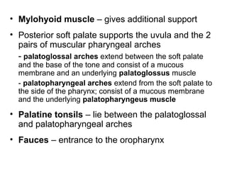 • Mylohyoid muscle – gives additional support
• Posterior soft palate supports the uvula and the 2
pairs of muscular pharyngeal arches
- palatoglossal arches extend between the soft palate

and the base of the tone and consist of a mucous
membrane and an underlying palatoglossus muscle
- palatopharyngeal arches extend from the soft palate to
the side of the pharynx; consist of a mucous membrane
and the underlying palatopharyngeus muscle

• Palatine tonsils – lie between the palatoglossal
and palatopharyngeal arches
• Fauces – entrance to the oropharynx

 