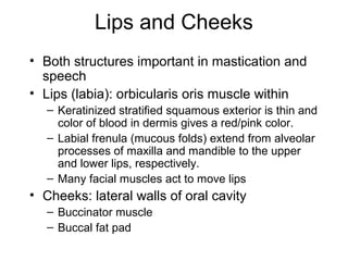 Lips and Cheeks
• Both structures important in mastication and
speech
• Lips (labia): orbicularis oris muscle within
– Keratinized stratified squamous exterior is thin and
color of blood in dermis gives a red/pink color.
– Labial frenula (mucous folds) extend from alveolar
processes of maxilla and mandible to the upper
and lower lips, respectively.
– Many facial muscles act to move lips

• Cheeks: lateral walls of oral cavity
– Buccinator muscle
– Buccal fat pad

 