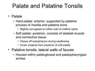 Palate and Palatine Tonsils
• Palate
– Hard palate: anterior, supported by palatine
process of maxilla and palatine bone
• Slightly corrugated on either side of midline raphe

– Soft palate: posterior, consists of skeletal muscle
and connective tissue
• Closes off nasopharynx during swallowing
• Uvula: projects from posterior of soft palate

• Palatine tonsils: lateral walls of fauces
– Housed within palatoglossal and palatopharyngeal
arches

 