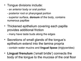 • Tongue divisions include:
- an anterior body or oral portion
- posterior root or pharyngeal portion
- superior surface, dorsum of the body, contains
numerous papillae

• Thickened epithelium covering each papilla
provides additional friction
- many have taste buds along the edges

• Secretions of small glands of the tongue’s
epithelium extend into the lamina propria
- contain water mucins and lingual lipase (triglycerides)

• Lingual frenulum (‘small bridle’) connects the
body of the tongue to the mucosa of the oral floor

 