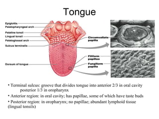 Tongue

• Terminal sulcus: groove that divides tongue into anterior 2/3 in oral cavity
posterior 1/3 in oropharynx
• Anterior region: in oral cavity; has papillae, some of which have taste buds
• Posterior region: in oropharynx; no papillae; abundant lymphoid tissue
(lingual tonsils)

 