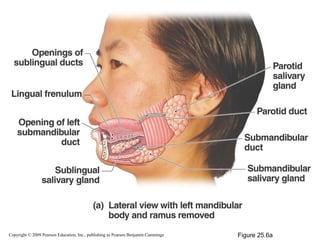 Copyright © 2009 Pearson Education, Inc., publishing as Pearson Benjamin Cummings

Figure 25.6a

 