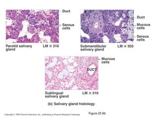 Copyright © 2009 Pearson Education, Inc., publishing as Pearson Benjamin Cummings

Figure 25.6b

 