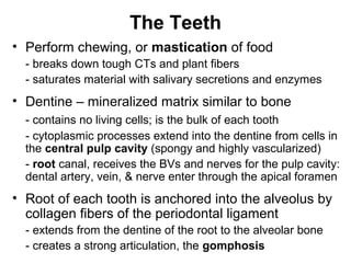The Teeth
• Perform chewing, or mastication of food
- breaks down tough CTs and plant fibers
- saturates material with salivary secretions and enzymes

• Dentine – mineralized matrix similar to bone
- contains no living cells; is the bulk of each tooth
- cytoplasmic processes extend into the dentine from cells in
the central pulp cavity (spongy and highly vascularized)
- root canal, receives the BVs and nerves for the pulp cavity:
dental artery, vein, & nerve enter through the apical foramen

• Root of each tooth is anchored into the alveolus by
collagen fibers of the periodontal ligament
- extends from the dentine of the root to the alveolar bone
- creates a strong articulation, the gomphosis

 