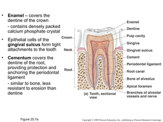 •

Enamel – covers the
dentine of the crown
- contains densely packed
calcium phosphate crystal

•

Epithelial cells of the
gingival sulcus form tight
attachments to the tooth

•

Cementum covers the
dentine of the root,
providing protection and
anchoring the periodontal
ligament
- similar to bone, less
resistant to erosion than
dentine

Figure 25.7a

Copyright © 2009 Pearson Education, Inc., publishing as Pearson Benjamin Cummings

 
