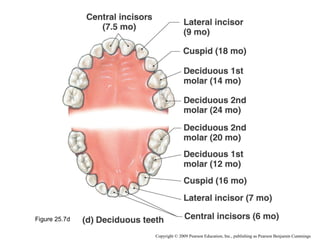 Figure 25.7d
Copyright © 2009 Pearson Education, Inc., publishing as Pearson Benjamin Cummings

 