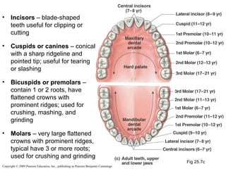 •

Incisors – blade-shaped
teeth useful for clipping or
cutting

•

Cuspids or canines – conical
with a sharp ridgeline and
pointed tip; useful for tearing
or slashing

•

Bicuspids or premolars –
contain 1 or 2 roots, have
flattened crowns with
prominent ridges; used for
crushing, mashing, and
grinding

•

Molars – very large flattened
crowns with prominent ridges,
typical have 3 or more roots;
used for crushing and grinding

Copyright © 2009 Pearson Education, Inc., publishing as Pearson Benjamin Cummings

Fig 25.7c

 