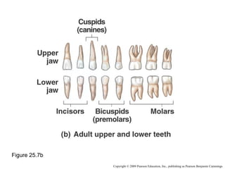 Figure 25.7b
Copyright © 2009 Pearson Education, Inc., publishing as Pearson Benjamin Cummings

 